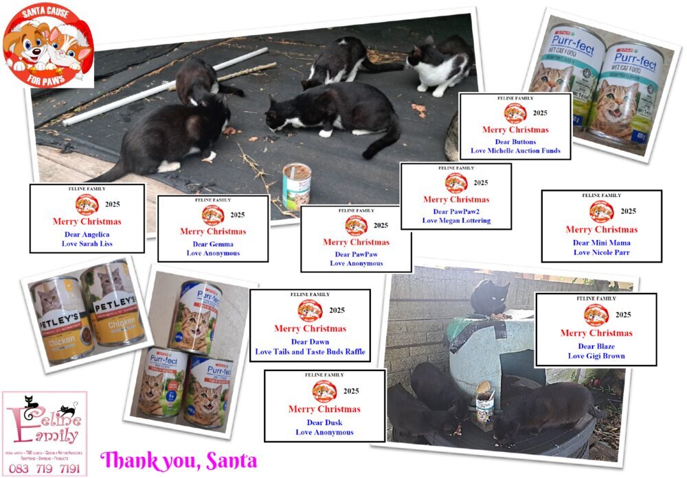 Feline Family 2
